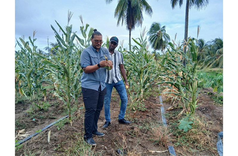 Yannick Roberts in the fields, his ideal place of work.