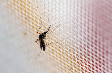 An aedes aegypti mosquitoes is seen in The Gorgas Memorial institute for Health Studies laboratory as they conduct a research on preventing the spread of the Zika virus and other mosquito-borne diseases in Panama City February 4, 2016.