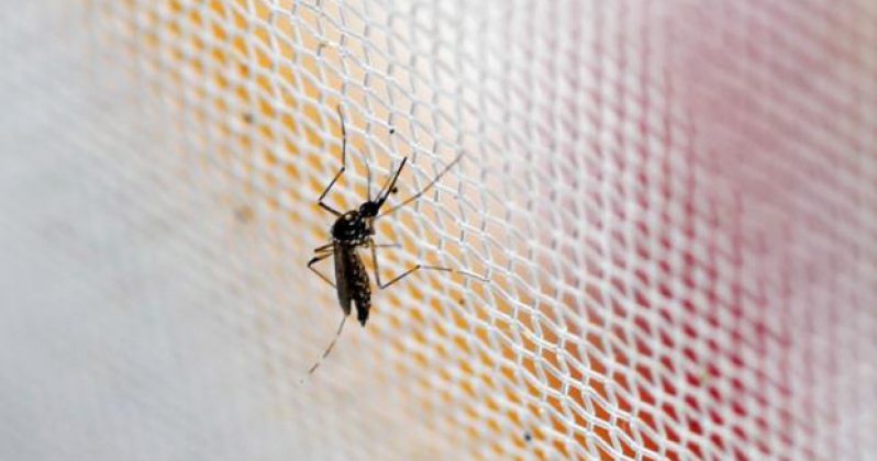 An aedes aegypti mosquitoes is seen in The Gorgas Memorial institute for Health Studies laboratory as they conduct a research on preventing the spread of the Zika virus and other mosquito-borne diseases in Panama City February 4, 2016.