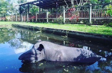 HPZ is prepared to accommodate exotic species imported from Africa and elsewhere.