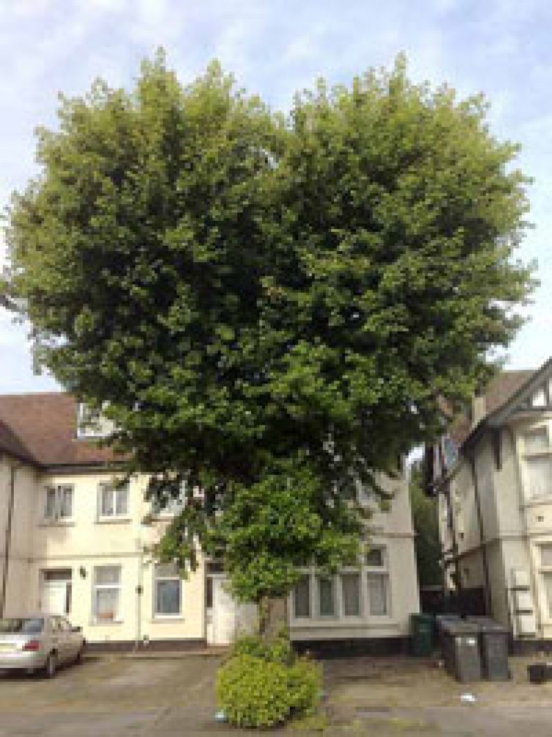 a-greenheart-tree