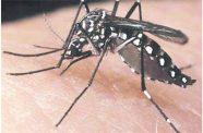 The Aedes Aegypti mosquito that infects humans with dengue fever