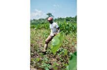 agiri 1 Kuru Kuru farmer Justin Bacchus traded his army uniform for a cutlass more than 30 years ago. Today, he manages a thriving eddoe farm (Samuel Maughn photo)