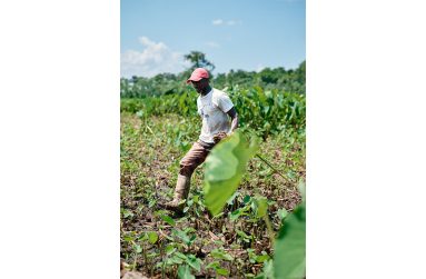 Kuru Kuru farmer Justin Bacchus traded his army uniform for a cutlass more than 30 years ago. Today, he manages a thriving eddoe farm (Samuel Maughn photo)