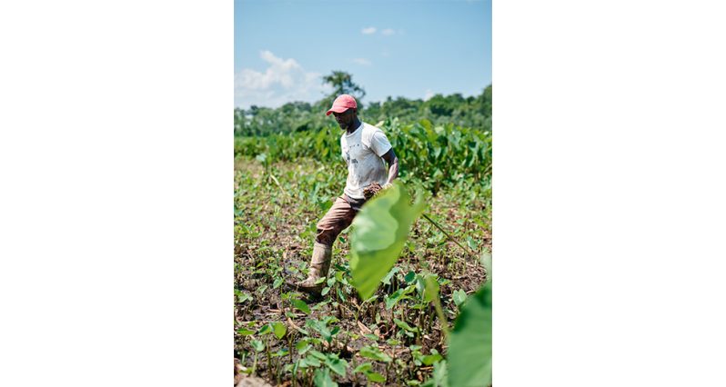 agiri 1 Kuru Kuru farmer Justin Bacchus traded his army uniform for a cutlass more than 30 years ago. Today, he manages a thriving eddoe farm (Samuel Maughn photo)