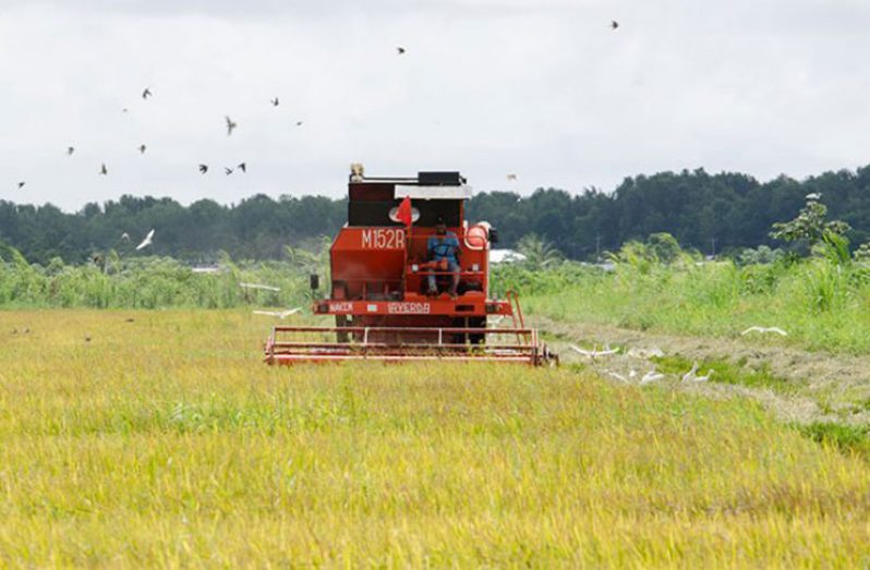 A combine harvester in the process of reaping the fourth rice crop at the Wales Estate (Delano Williams photo)
