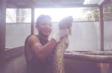 Leon Bento, who was only 16 when this photo was taken 10 years ago, lifts a 22-feet anaconda at the Surama zoo. Bento was in charge of two anacondas at the
time. Surama , in Region Nine, is now a model for community tourism and is the hometown of Guyana’s Minister of Indigenous People’s Affairs, Sydney Allicock