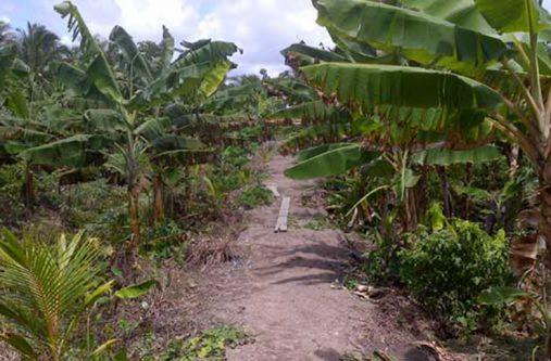 One of the many farms under threat from wild animals