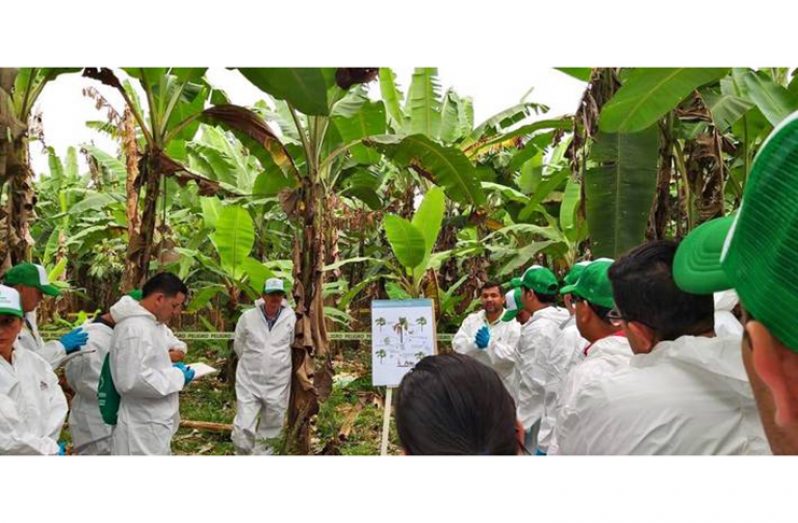 Learning how to identify the disease in Ecuador