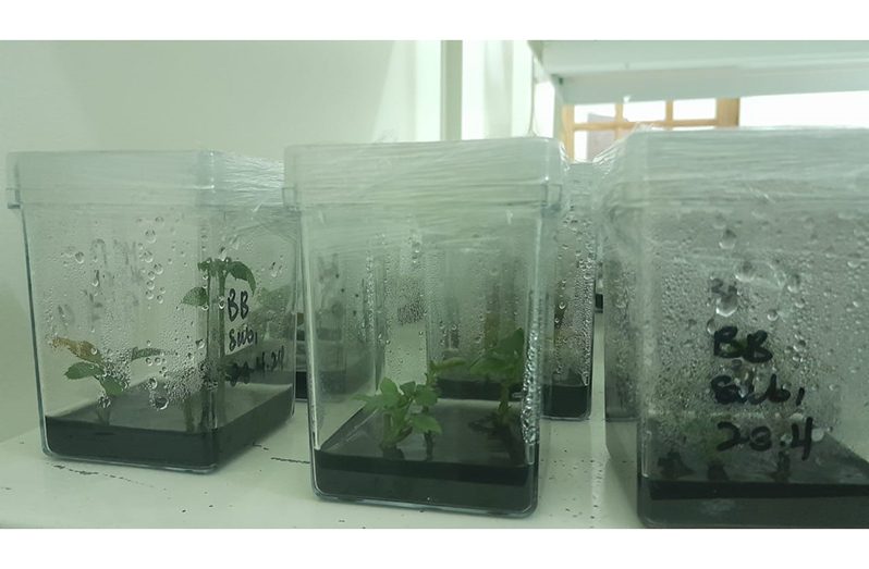 Tissue cultured blackberry plants