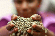 A coffee handler holds up coffee beans in Timor-Leste (UN Photo/Martine Perret)