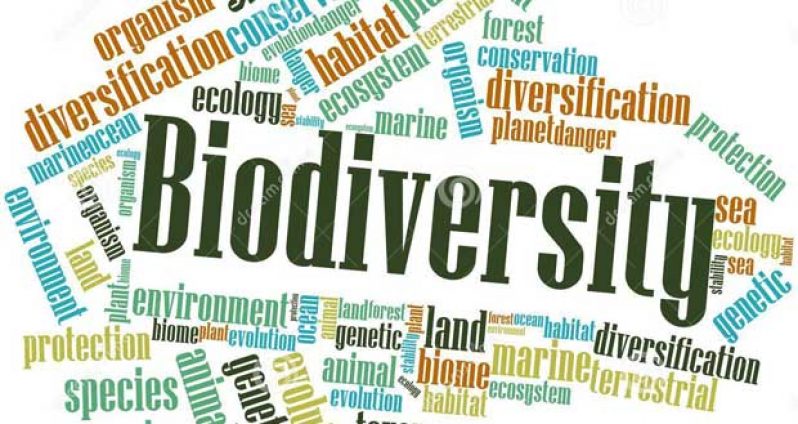 biodiversity