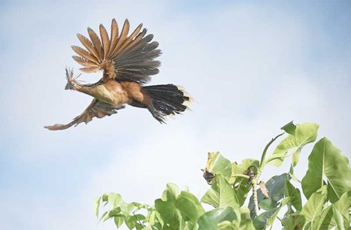 Guyana is home to more than 1,200 species of birds; captured in flight is the country’s national bird, the majestic Canje Pheasant (Delano Williams photo)