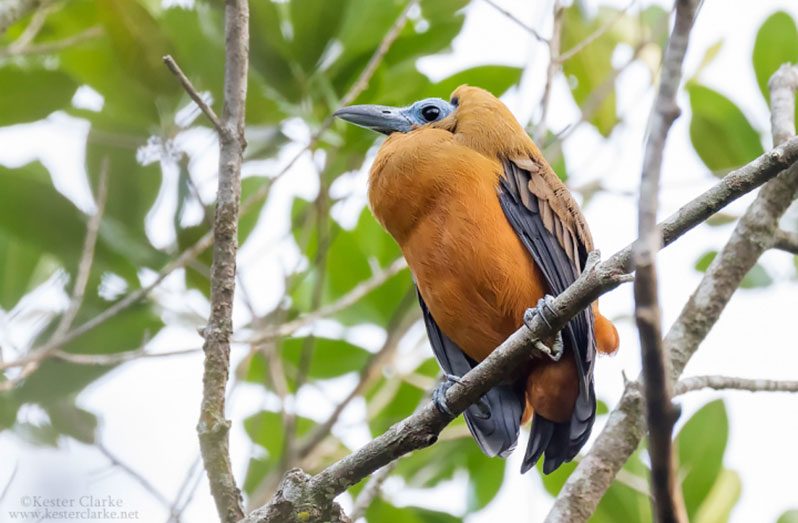 A Capuchinbird at a lake near the Karanambu Lodge, North Rupununi (Photo courtesy of Kester Clarke)