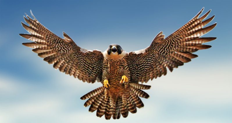 bird