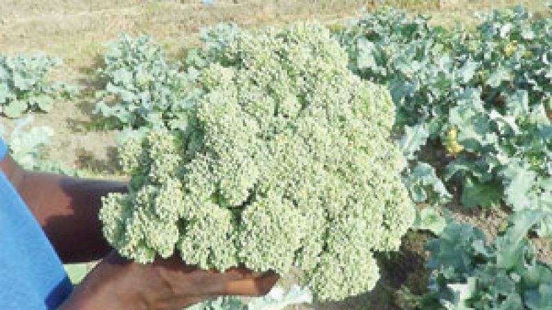 broccoli