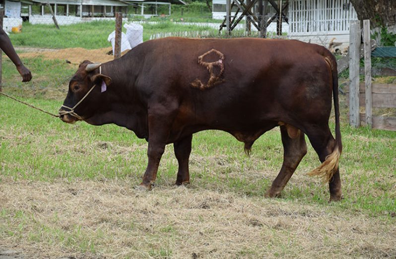One of the bulls imported by the GLDA for their genetic improvement programme