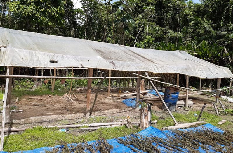 The camp where the marijuana was found