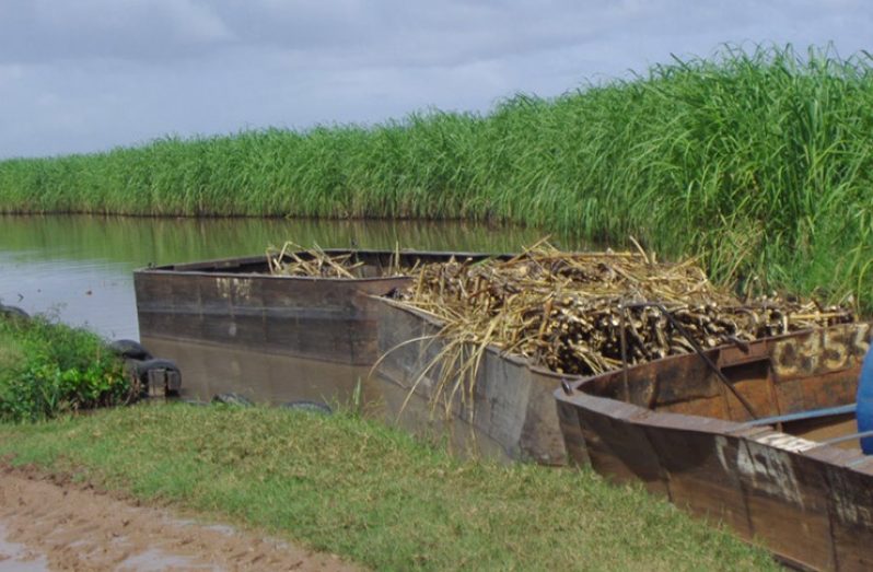 cane-fields