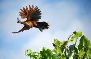 The majestic Canje Pheasant (Delano Williams photos)