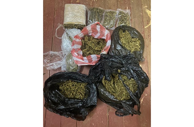 The suspected cannabis that was found buried in the businessman’s backyard (Guyana Police Force photo)