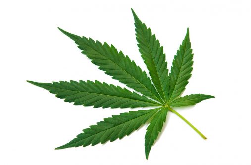 cannabis