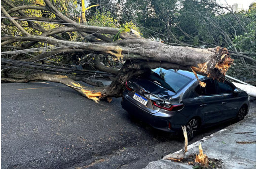 A tree lies on a damaged car following heavy rains, in Sao Paulo, Brazil, December 10, 2025 (REUTERS/Leticia Fucuchima)
