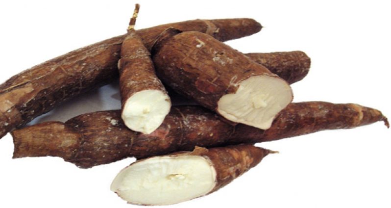 cassava-root-1