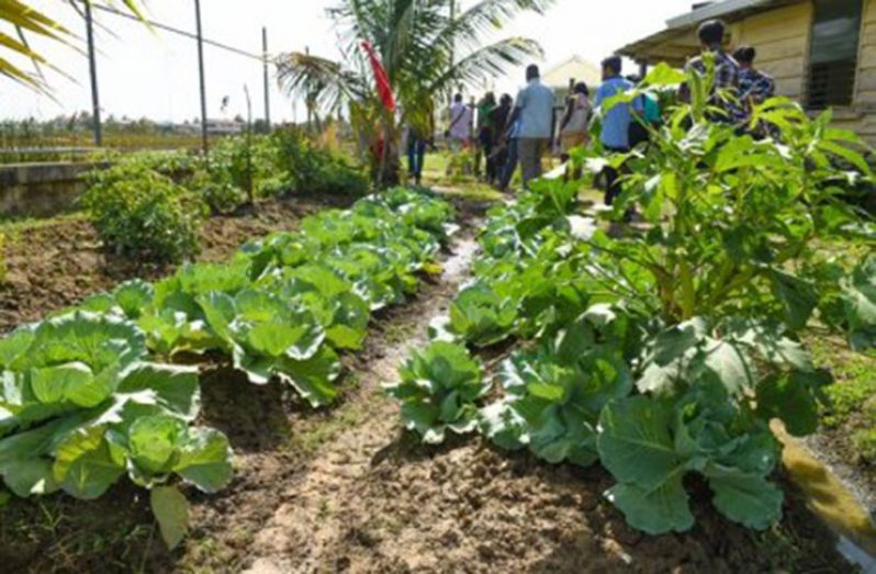 The vegetables being produced at the centre