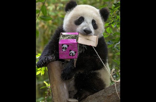 This undated photo provided by San Diego Zoo Global shows giant panda 6-year-old Xiao Liwu, at the San Diego Zoo in San Diego. (PHOTO / SAN DIEGO ZOO GLOBAL / AP)