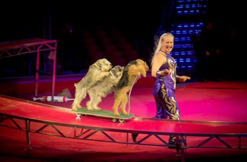 The Ukranian skateboarding dogs that performed at the Circus