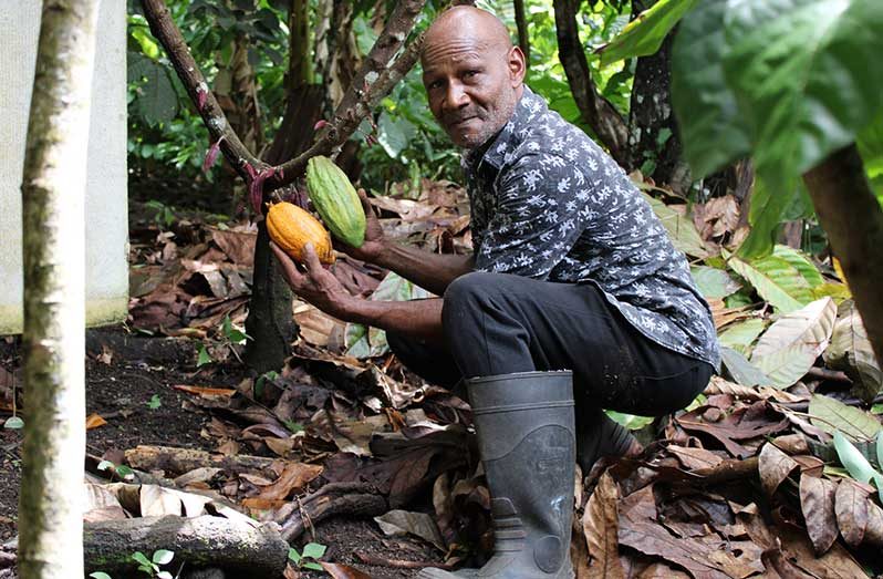 Cuthbert has been farming cocoa for over 24 years. FAO tapped into his knowledge to run workshops aimed at revitalising the cocoa industry on the island (FAO/Leshan Monrose photo)