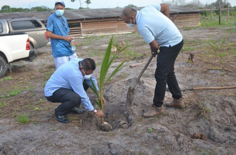 Minister Mustapha engaging in a coconut tree planting exercise at Hope Estate recently