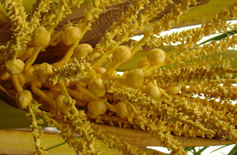 Coconut inflorescence