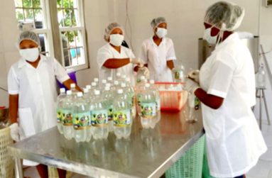 Coconut water production at Henvil farm
