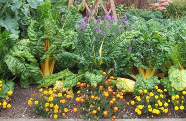 companion_planting