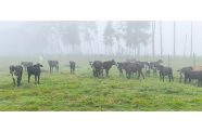 New breed of cattle being introduced to Guyana by GLDA through President Dr. Irfaan Ali’s commitment to improving the genetics countrywide. The Girolando is a dual-purpose cattle breed