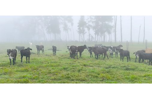 New breed of cattle being introduced to Guyana by GLDA through President Dr. Irfaan Ali’s commitment to improving the genetics countrywide. The Girolando is a dual-purpose cattle breed
