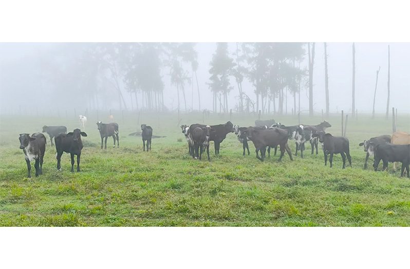 New breed of cattle being introduced to Guyana by GLDA through President Dr. Irfaan Ali’s commitment to improving the genetics countrywide. The Girolando is a dual-purpose cattle breed