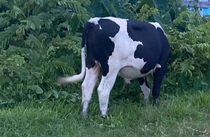 The cow that the farmer was allegedly caught having sex with 