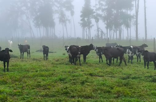 New breed of cattle being introduced to Guyana by GLDA through President Dr Irfaan Ali commitment to improving the genetics countrywide. The Girlando is a dual-purpose cattle breed.