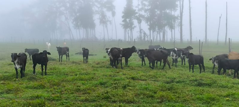 New breed of cattle being introduced to Guyana by GLDA through President Dr Irfaan Ali commitment to improving the genetics countrywide. The Girlando is a dual-purpose cattle breed.