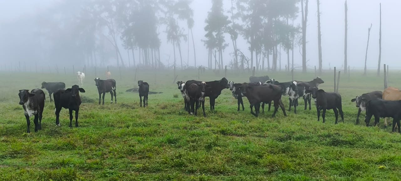 New breed of cattle being introduced to Guyana by GLDA through President Dr Irfaan Ali commitment to improving the genetics countrywide. The Girlando is a dual-purpose cattle breed.