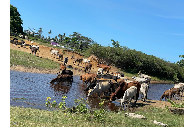 Some of the cows from Shakeem McCalmon’s herd