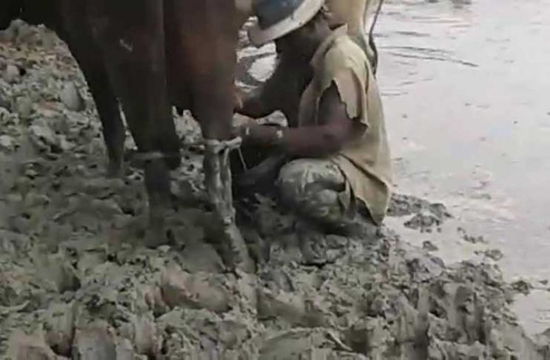 A farmer tries to assist his cow that is trapped in mud