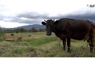 Cows in Ecuador