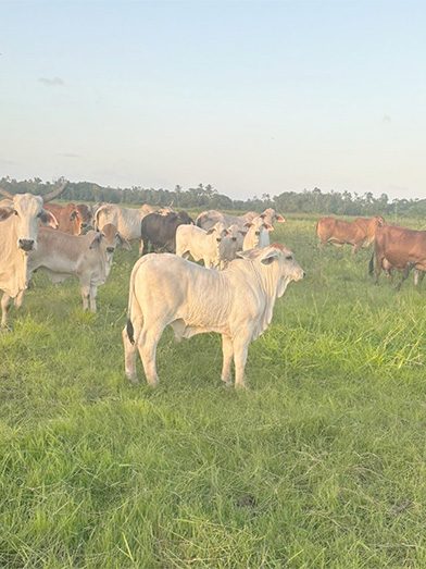 Prime bulls in region Five