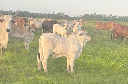 Prime bulls in region Five