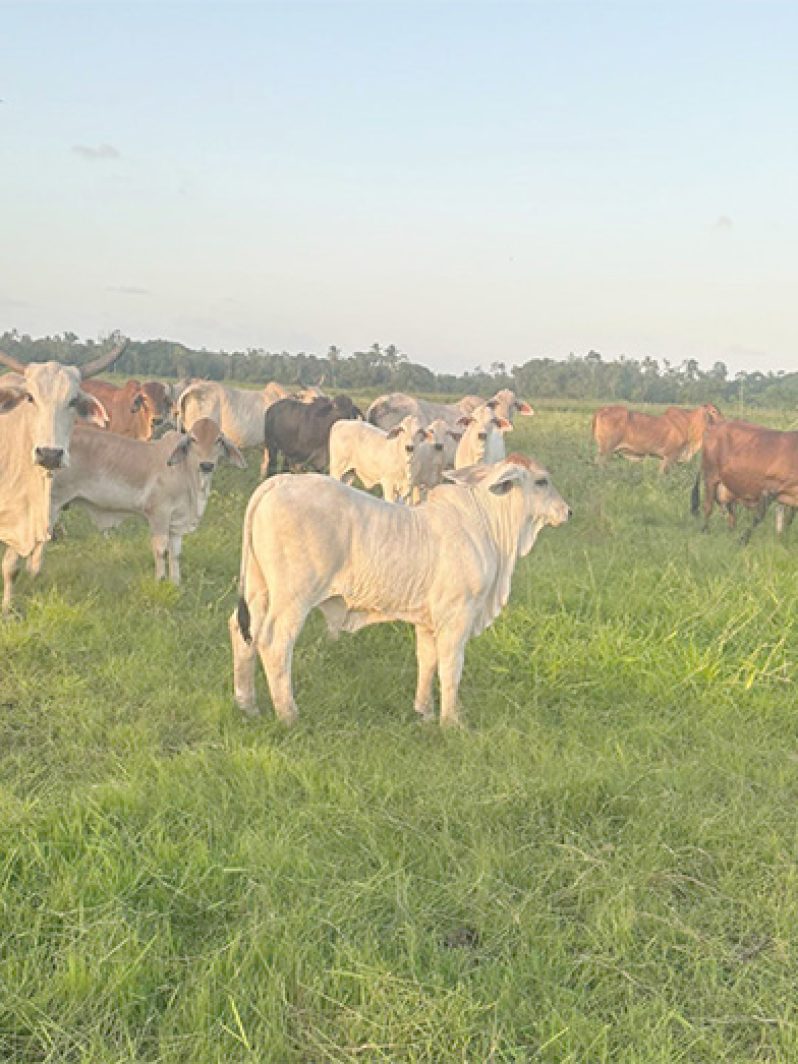 Prime bulls in region Five