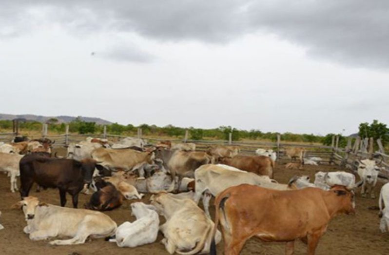 Government has embarked on a targeted livestock development programme geared at rebuilding the herd with a view to exporting beef